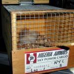 Mongoose is Loose by Tannen's