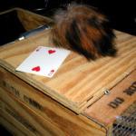 Mongoose is Loose by Tannen's